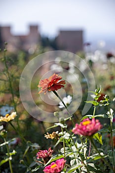 Royal gardens with plants, colourful flowers and insects