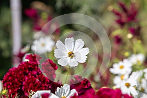 Royal gardens with plants, colourful flowers and insects