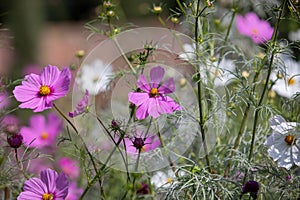 Royal gardens with plants, colourful flowers and insects