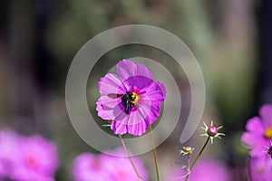 Royal gardens with plants, colourful flowers and insects