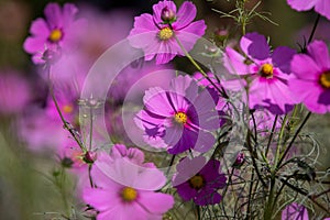 Royal gardens with plants, colourful flowers and insects