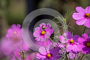 Royal gardens with plants, colourful flowers and insects