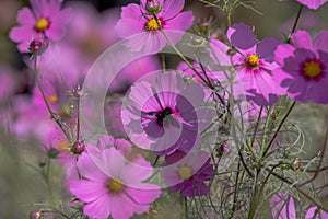 Royal gardens with plants, colourful flowers and insects