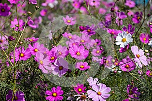 Royal gardens with plants, colourful flowers and insects