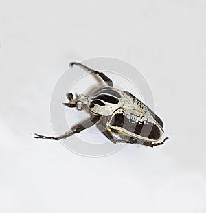 A Royal Goliath beetle Goliathus regius with large black claws isolated on a white background. The animal world