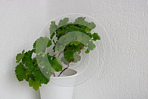 Royal green geranium, garden pelargonium in flower pot on white background