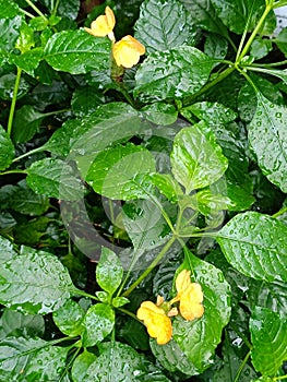 Royal Hawaiian Lei flower or Llima Sida fallax blossom in the garden