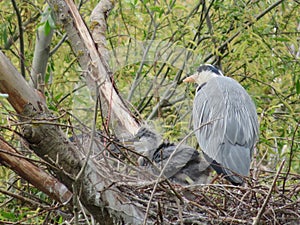 Royal heron nest with chick caring for and feeding family photo