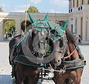 Royal horses at Schonbrunn, Viena photo