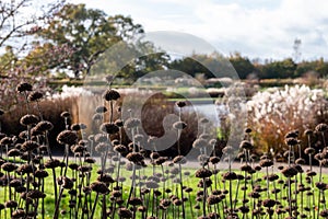 The Royal Horticultural Society garden at Wisley, Surrey UK, in stunning autumn colours.