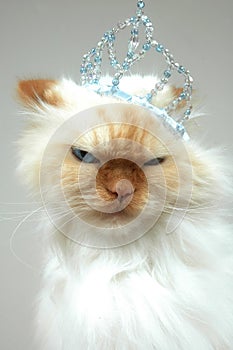 Royal Kitty