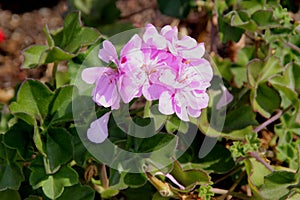 Royal Lavender Ivy Leaf Geranium, Pelargonium peltatum `Royal Lavender`