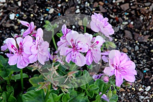 Royal Lavender Ivy Leaf Geranium, Pelargonium peltatum `Royal Lavender`