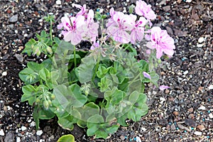 Royal Lavender Ivy Leaf Geranium, Pelargonium peltatum `Royal Lavender`