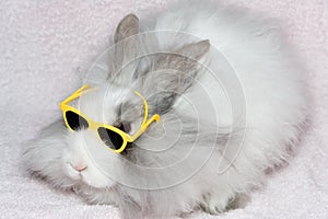 The royal lion's rabbit