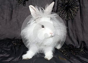 The royal lion's rabbit