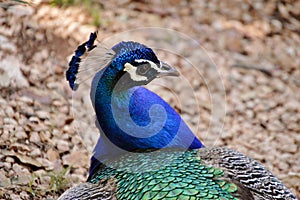 Royal Male Peacock head detail