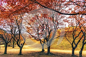 Royal mounds with autumn foliage photo