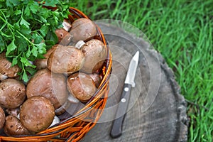 Royal mushrooms in a basket, picking mushrooms in autumn