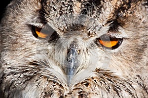 Royal owl - Bubo Bubo photo