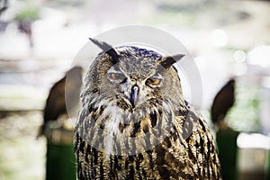 Royal owl in a display of birds of prey, power and size