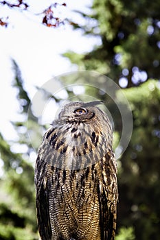 Royal owl in a display of birds of prey, power and size