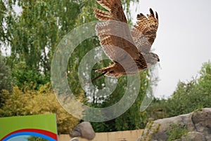 Royal Owl in flight