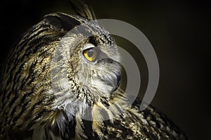 Royal owl