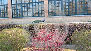 Royal palace architecture park landscape peacock bird