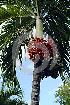 Royal palm fruit