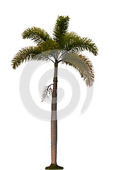 Royal palm (Roystonea regia) is a palm of the subfamily Arecoideae.