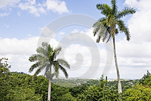 Royal Palm Roystonea regia tree