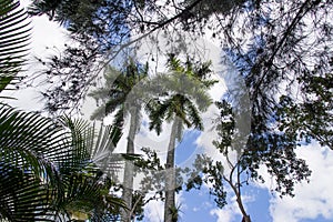 Royal Palm Roystonea regia tree