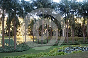 Royal palm tree surrounding the lake