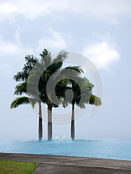 Royal Palm trees behind an infinity pool at a coffee plantation