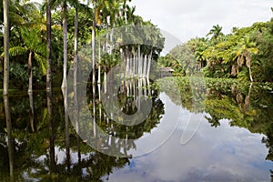 Royal Palm trees reflecting in the Bonnet House slough