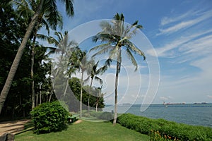 royal palm trees row in tropical sentosa sea beach singapore