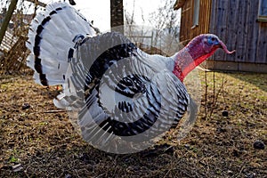 Royal Palm turkey free-range in barnyard