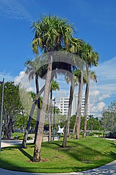 Royal palms in a Miami Beach park.