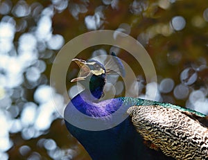 A royal peacock calling with beak open