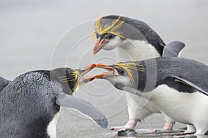 Royal Penguin, Eudyptes schlegeli