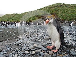 Royal Penguin, Eudyptes schlegeli