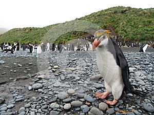 Royal Penguin, Eudyptes schlegeli