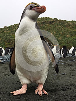 Royal Penguin, Eudyptes schlegeli