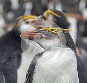 Royal Penguin, Eudyptes schlegeli