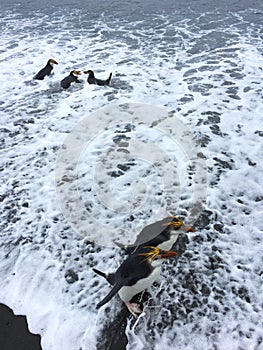 Royal Penguin, Eudyptes schlegeli photo