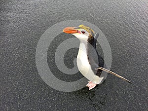 Royal Penguin, Eudyptes schlegeli photo