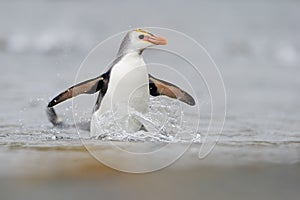 Royal Penguin (Eudyptes schlegeli) coming out the water