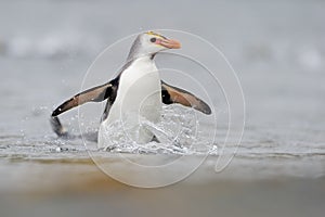 Royal Penguin (Eudyptes schlegeli) coming out the water photo