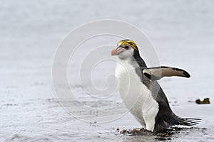 Royal Penguin (Eudyptes schlegeli) coming out the water photo